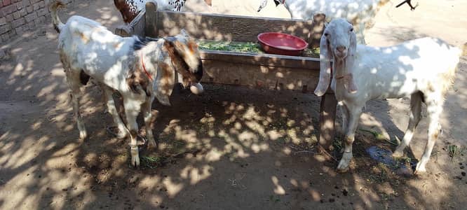 Full tiyar bkry for Eid UL Adha