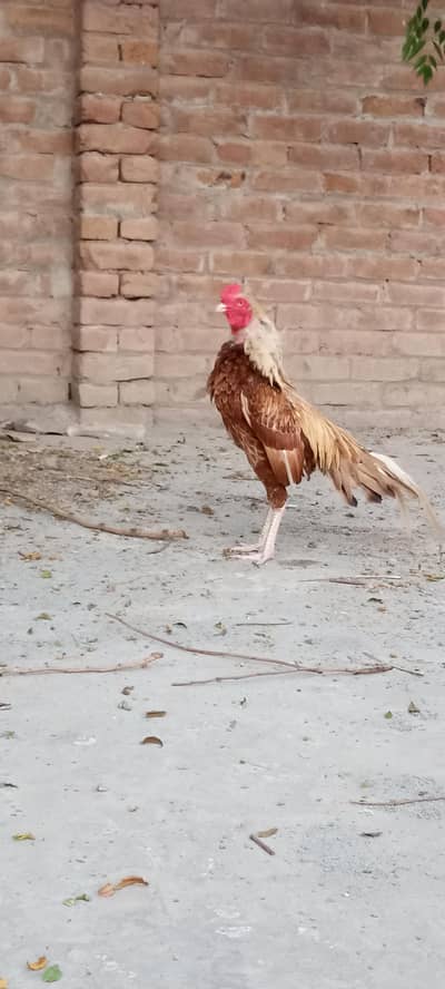 aseel r desi hens