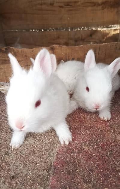 English angora rabbit