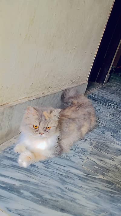 catss