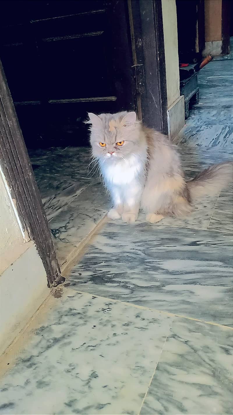 catss 1