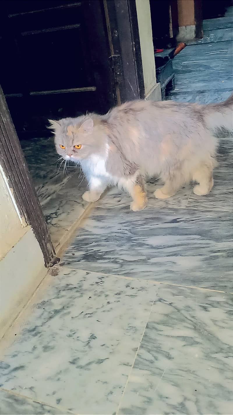 catss 2