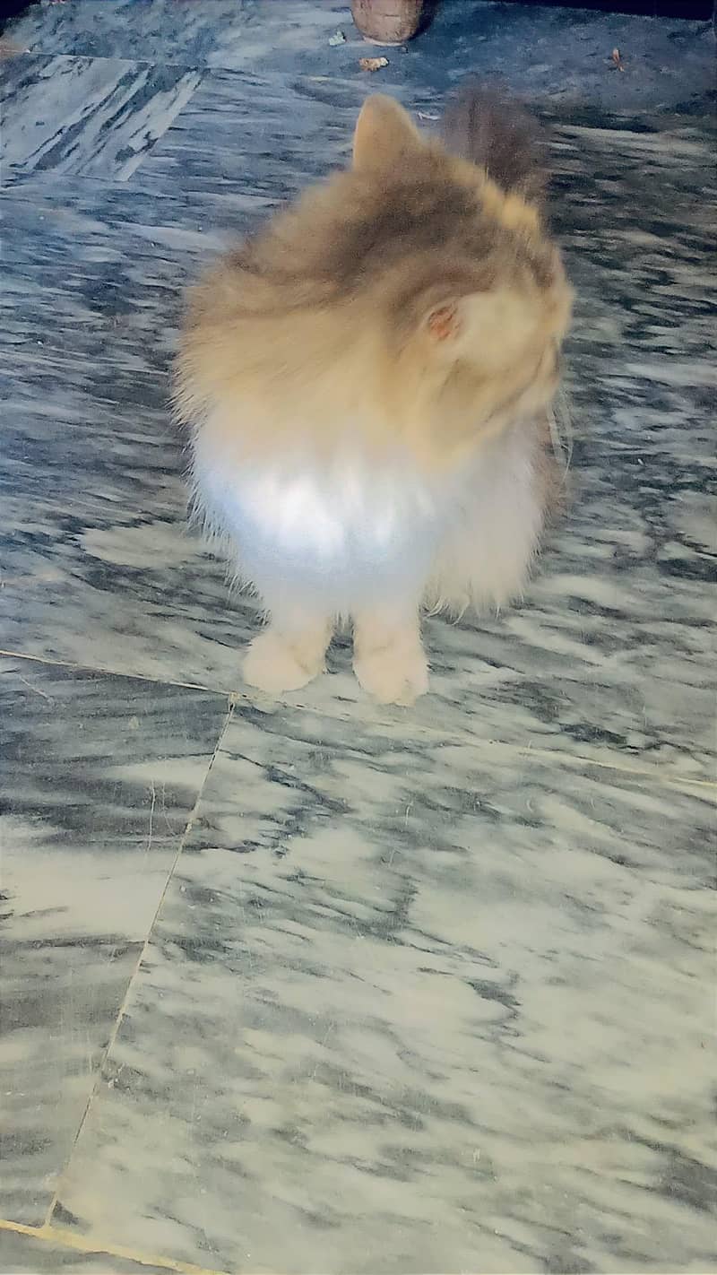 catss 3