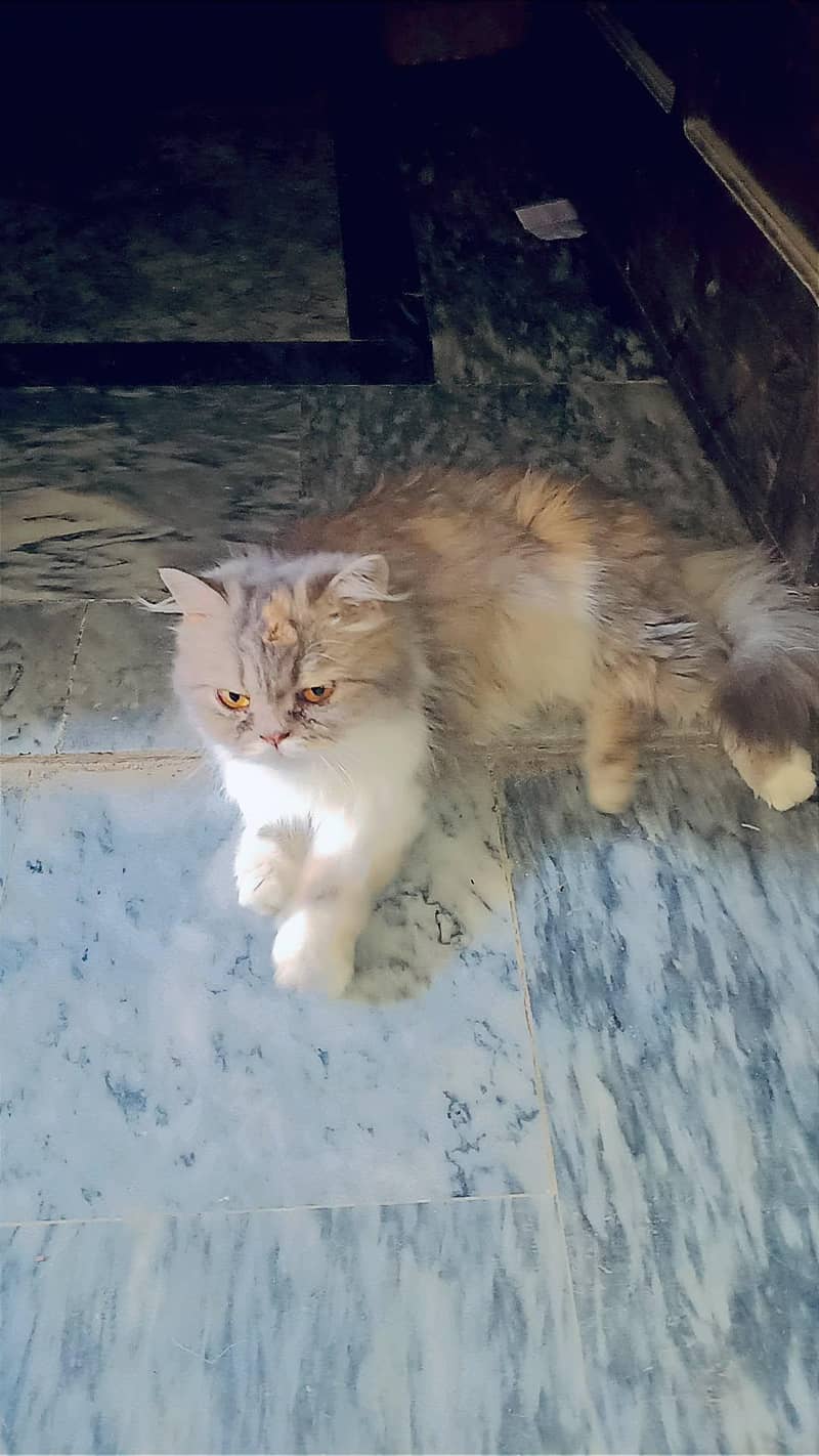 catss 4
