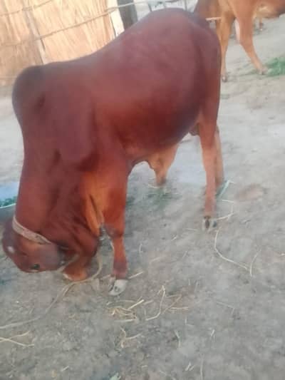 RED BULL FORE QURBANI