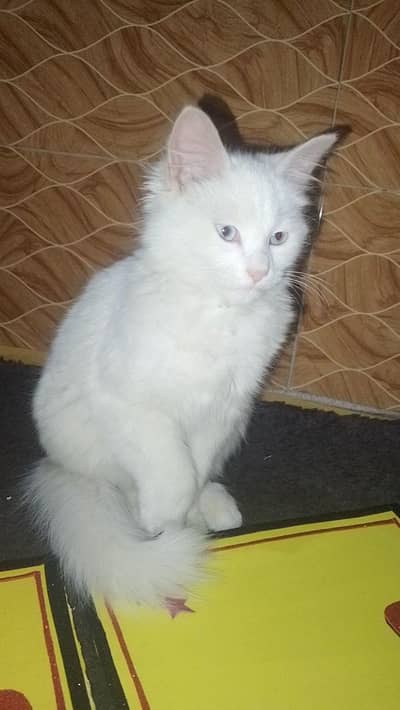 Persian cat 