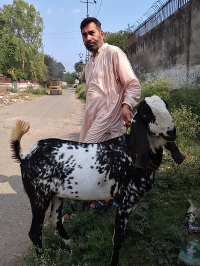 Healthy Makhi Chini Qurbani Bakra for Sale – Strong & Active