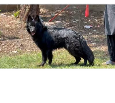 pedgre germen shpeerd huge size male avlble for stud