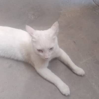 white cat blue & yellow eyes