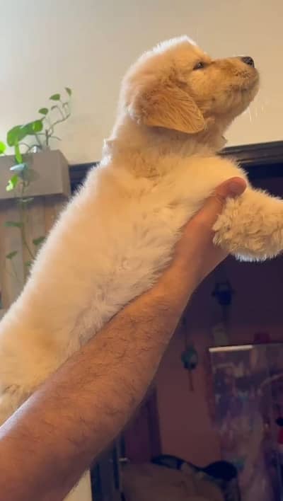 golden retriever puppies available for sale