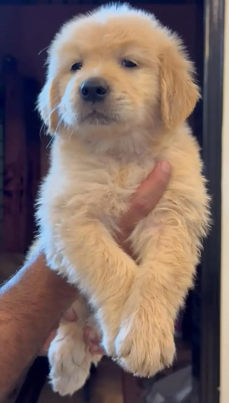 golden retriever puppies available pedigree & non pedigree — photo 2