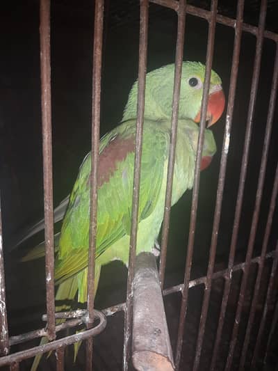 raw parrot