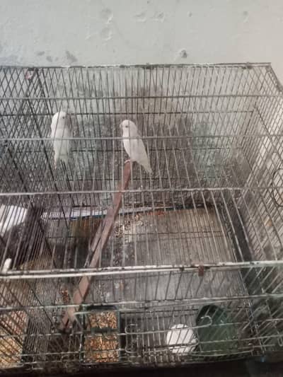 Albino red eyes  pair for sale