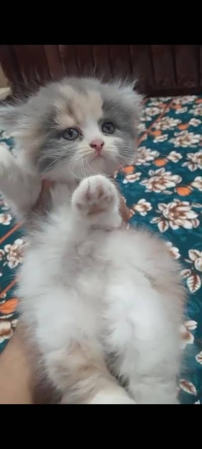 Persian Kitten