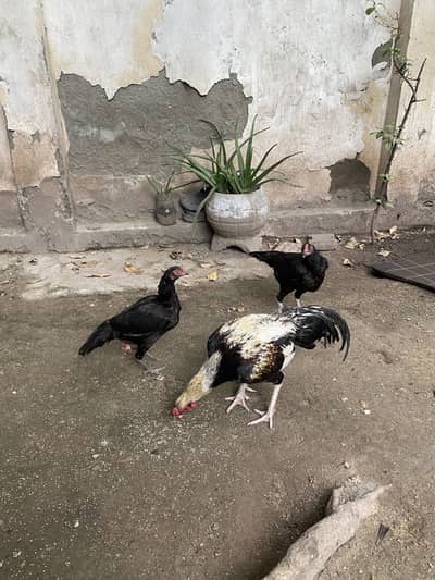 Kid chya rabta Kara
