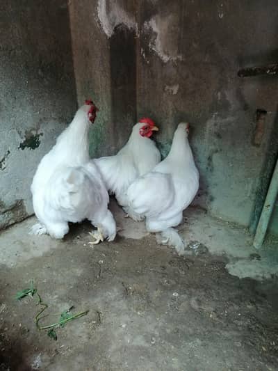 Bantam Hens