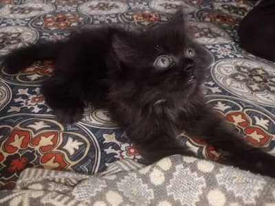 friendly and playful kitten for sale