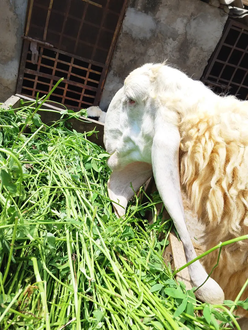 THREE:Bakara;Sheep;Goats;kajala;Padu;Chatara;Muandara;Desi bakar — photo 2