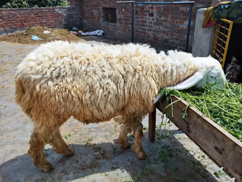 THREE:Bakara;Sheep;Goats;kajala;Padu;Chatara;Muandara;Desi bakar — photo 3
