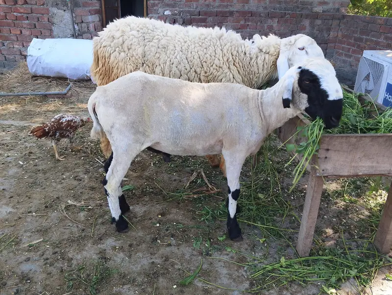 THREE:Bakara;Sheep;Goats;kajala;Padu;Chatara;Muandara;Desi bakar — photo 5