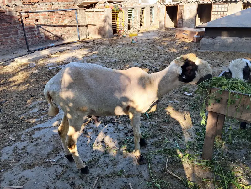 THREE:Bakara;Sheep;Goats;kajala;Padu;Chatara;Muandara;Desi bakar — photo 6