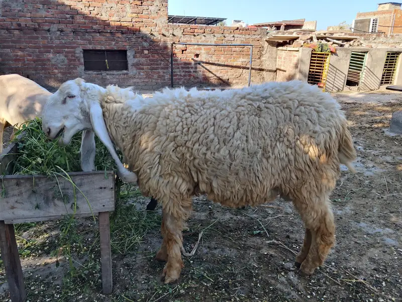 THREE:Bakara;Sheep;Goats;kajala;Padu;Chatara;Muandara;Desi bakar — photo 7