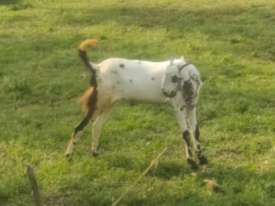 bakra makhe china