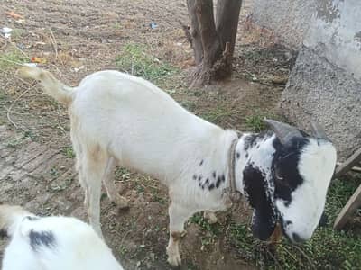 Bakray for Qurbani
