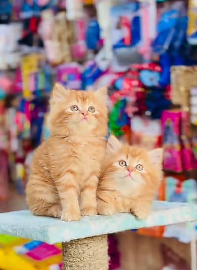 Persian cat triple cod for sale,my WhatsApp 03464644037