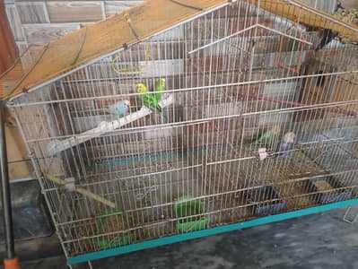 Bird Cage For Sale + Free Birds