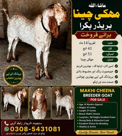 Breeder for sale