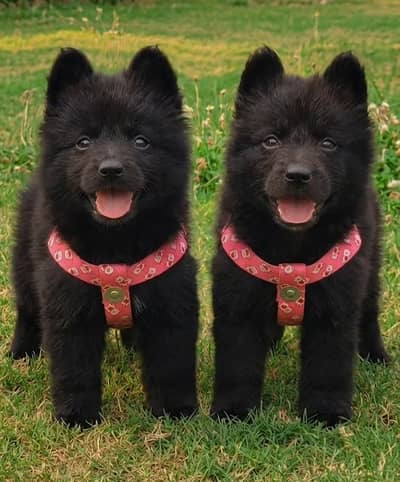 German Shepherd | black German Shepherd | gsd dog | puppies pair
