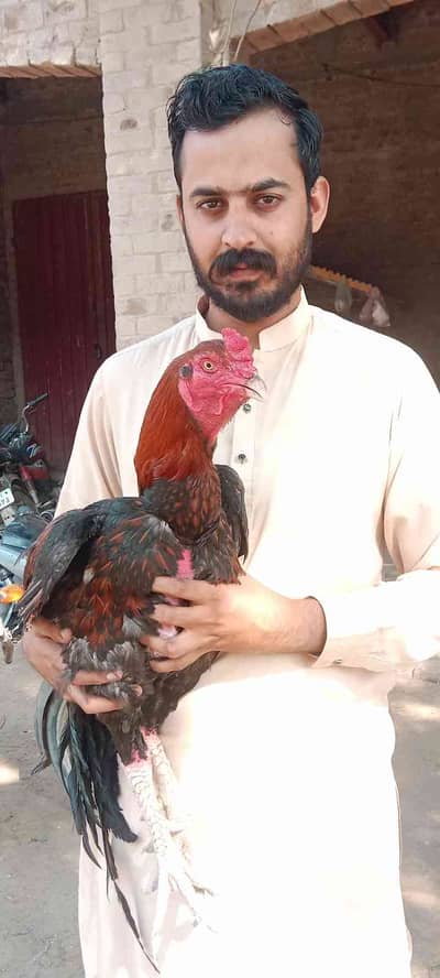 Shan Ali Bhatti