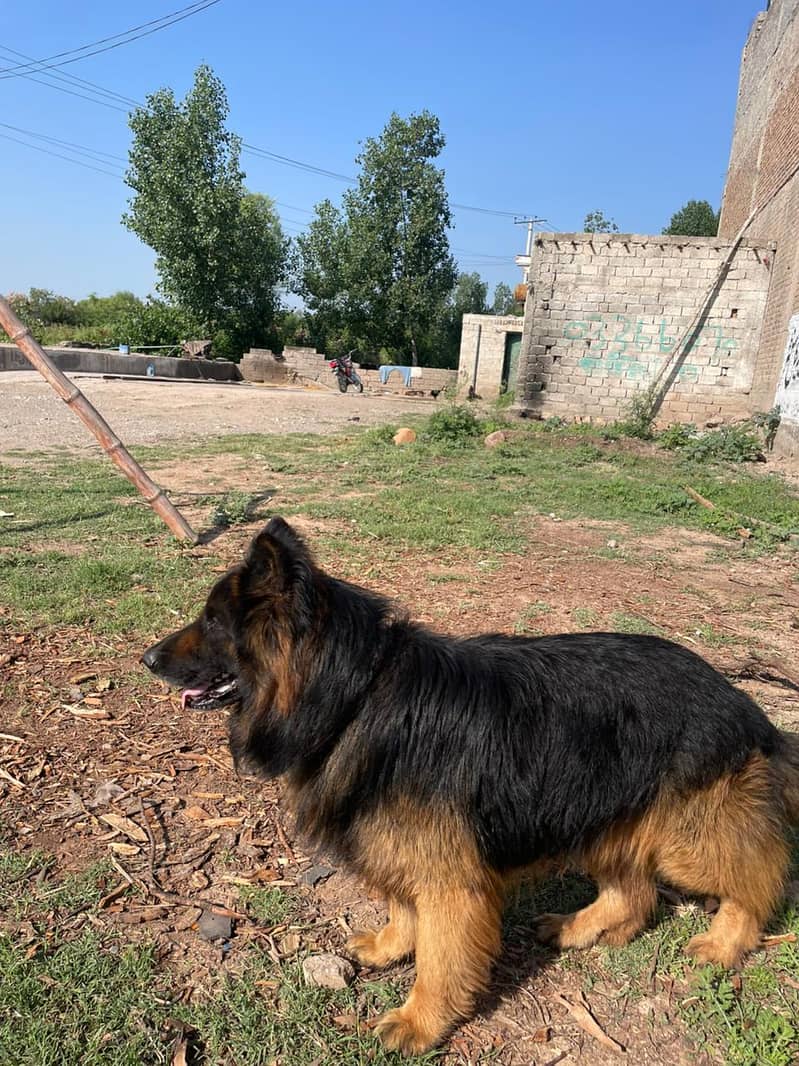 German shepherd 3