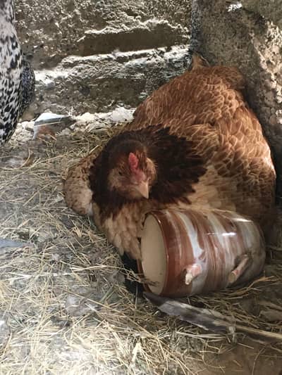 Hens for sell
