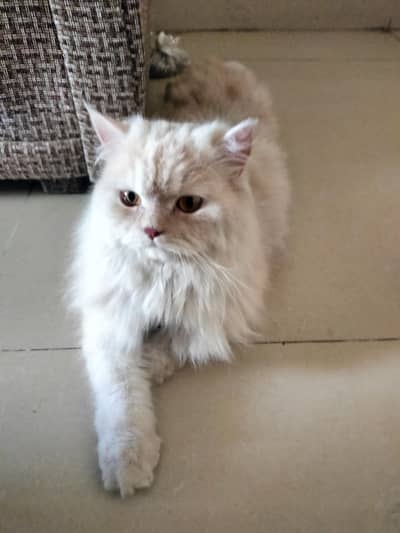 Persian cat