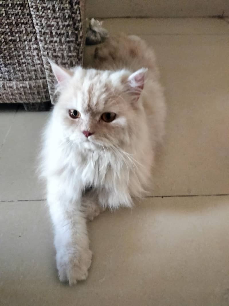 Persian cat 0