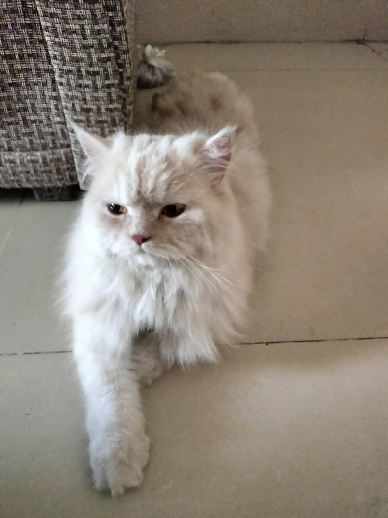Persian cat 1