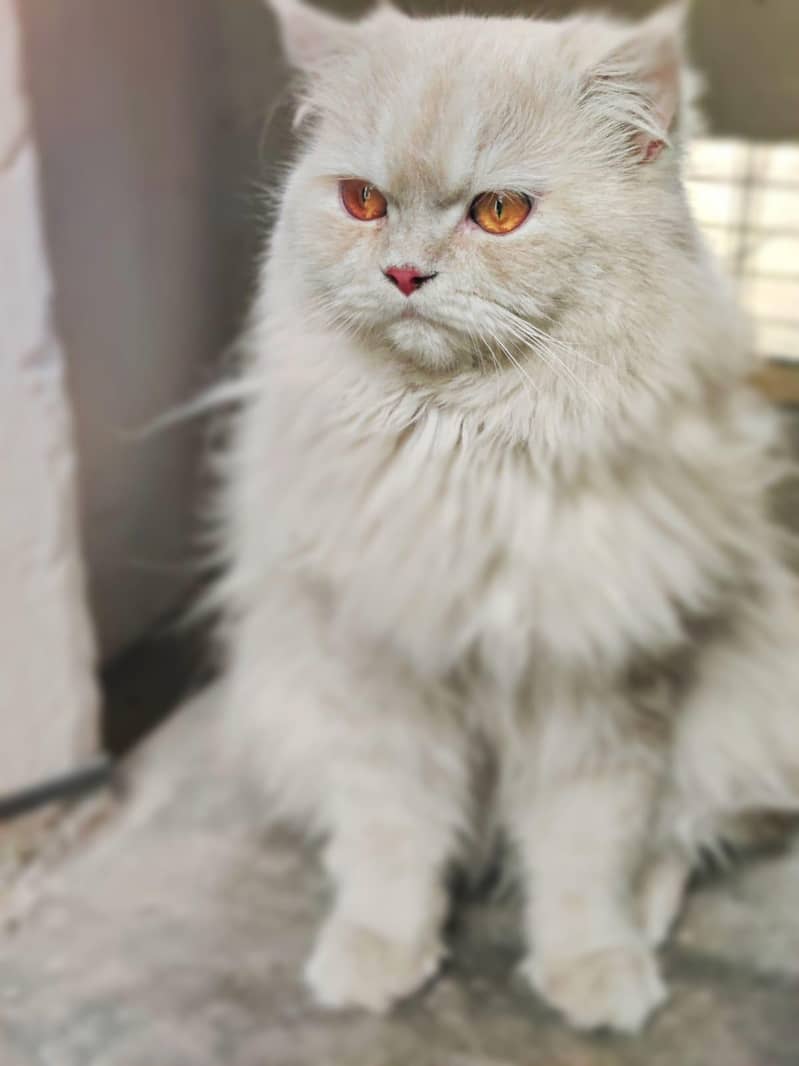 Persian cat 2