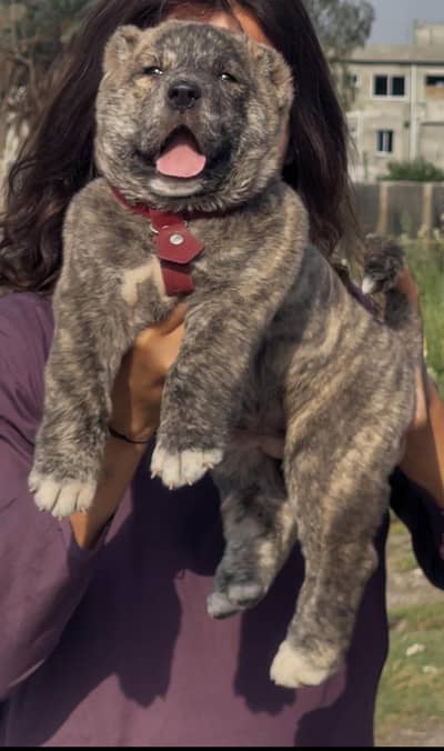 Alabai | King alabai | alabai puppies pair | alabai dog for sale