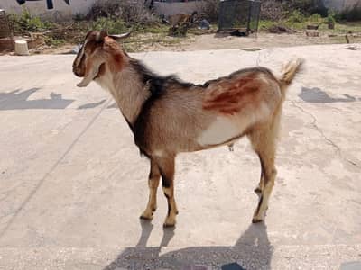 dowanda desi bakra forsale