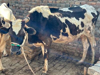 Cow for sale