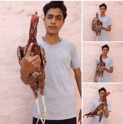 AB Aseel farm