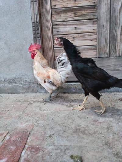 Rooster / Hen | Aseel and Desi