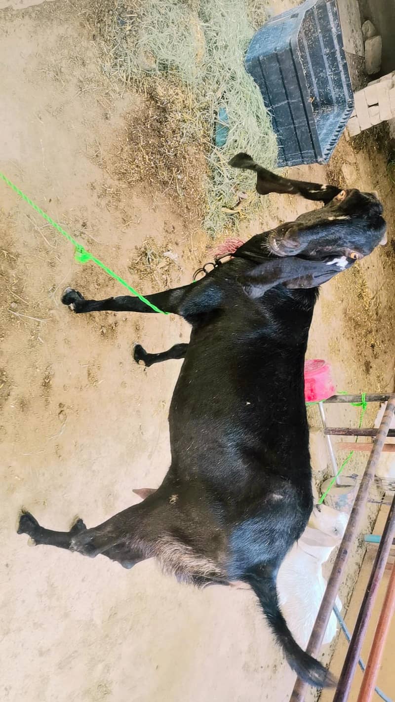 goat,, 0