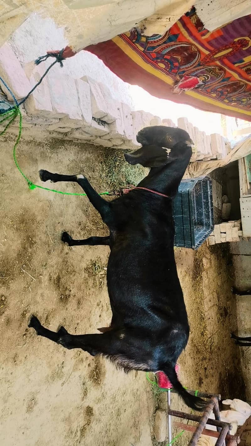 goat,, 1