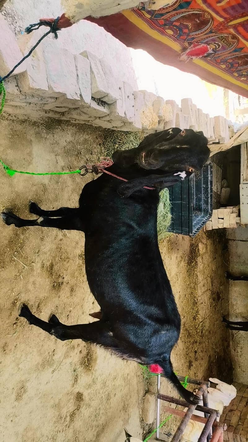 goat,, 2
