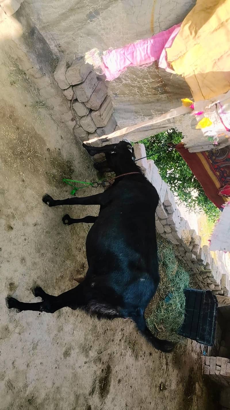 goat,, 4