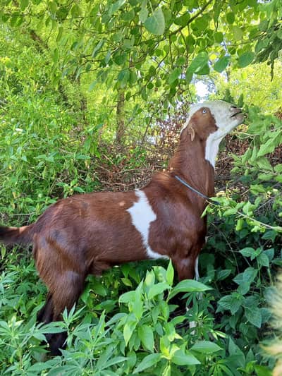 qurbani ka liya bakra