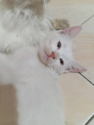 Cats for sale